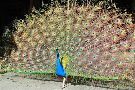 Peacock | Southwick's Zoo