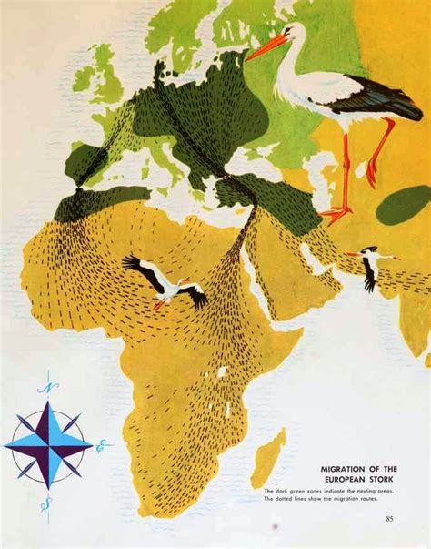 Map of the European stork migration routes, 1963. | Illustration ...