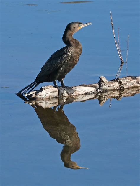 169 - NEOTROPIC CORMORANT (3-8-2017) west end patagonia la… | Flickr