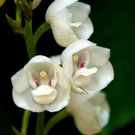 educação e arte: Orquídea pomba ou flor do Espírito Santo