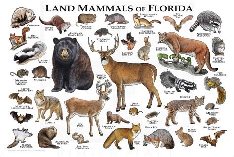 The 42 Most Common Animals in Florida – Nature Blog Network