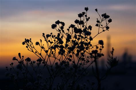 Dry Leaf On Focus Photography · Free Stock Photo