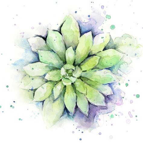 Watercolor Succulent Painting by Olga Shvartsur - Pixels