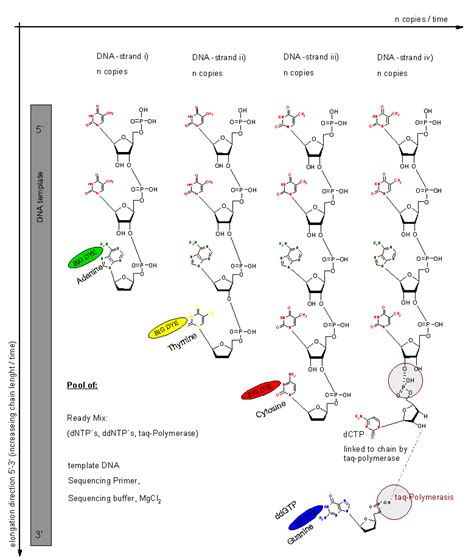 In CHEMSKETCH ® drawn chemical reactions occurring in the cycle... | Download Scientific Diagram