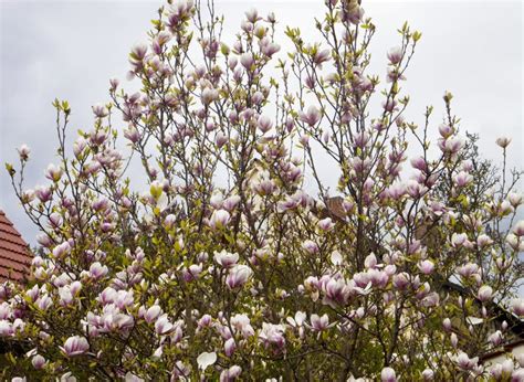 Magnolia X Soulangeana Branches with Delicate Pink Flowers in Sp Stock ...