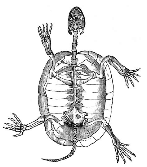 Tortoise Skeleton | Animal skeletons, Skeleton drawings, Animal skull ...