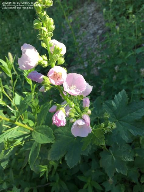 PlantFiles Pictures: Iliamna Species, Mountain Hollyhock, Kankakee Mallow, Streambank ...