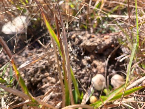 Magic Mushroom in December 2023 by Steven DM · iNaturalist