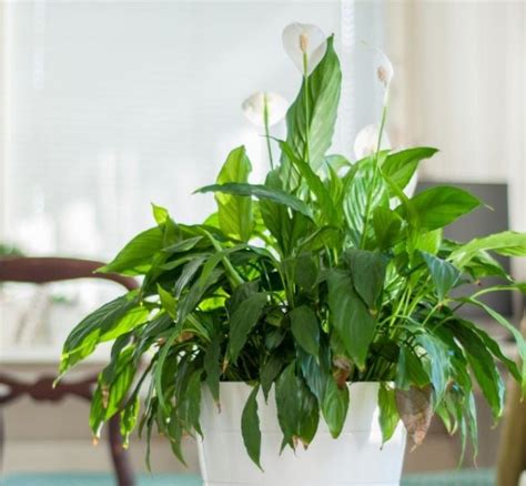 5 Peace Lily Problems (And How To Fix Them) - Smart Garden Guide