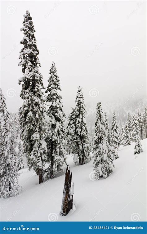 Winter Wonderland Blizzard Landscape Stock Image - Image of deep, nature: 23485421