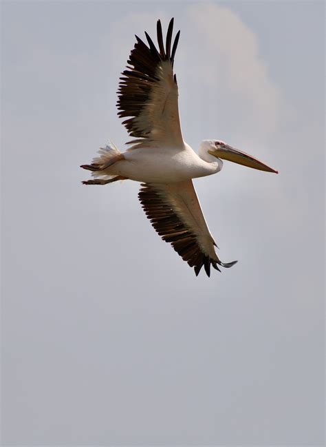 Pelican Migration At Ma’ayan Harod National Park | Israel News