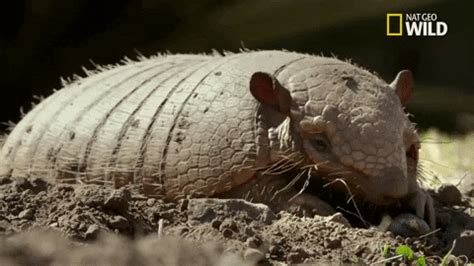 Armadillo GIF by Nat Geo Wild - Find & Share on GIPHY