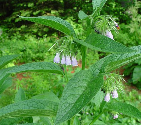 Symphytum officinale (common comfrey): Go Botany