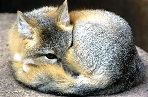 Kit Fox - Description, Habitat, Image, Diet, and Interesting Facts