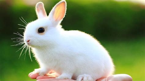 Kiến thức giúp bạn nuôi thỏ cảnh – Petacy