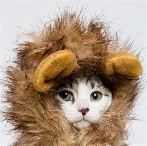 Cat Halloween Costumes - The Cutest Pet Costumes - Cool Stuff for Cats