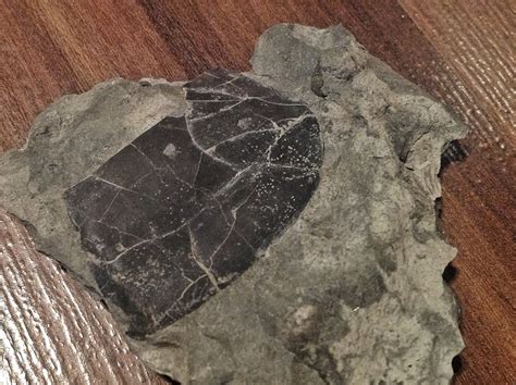 cambrian fossil found in peterborough ontario - possibly odontogriphus?? | Peterborough ontario ...