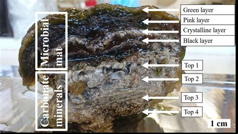 Frontiers | Stromatolites as Biosignatures of Atmospheric Oxygenation: Carbonate ...