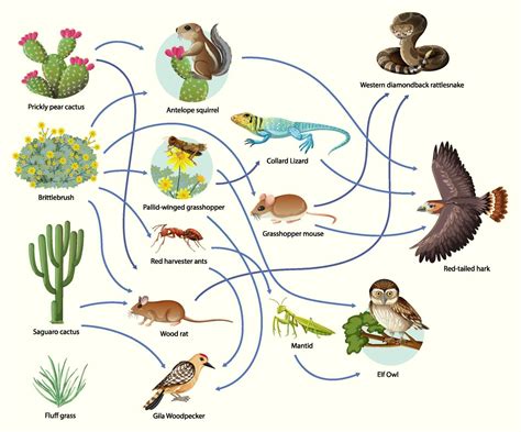 Diagram showing animal food chain on white background 2764065 Vector Art at Vecteezy