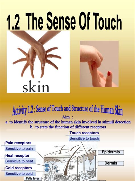 1.2 Sense of Touch | Skin | Stimulus (Physiology)