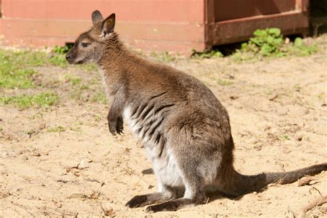 Wallaby - Detroit Zoo