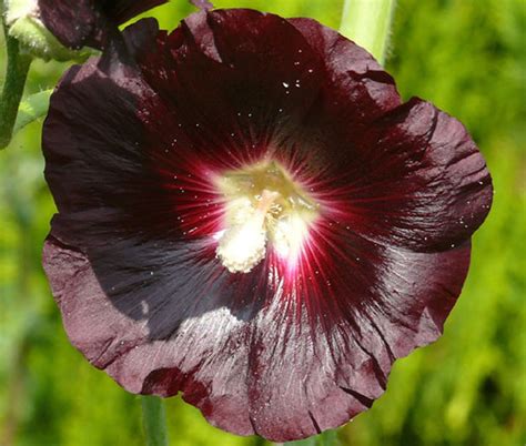 Hollyhock Nigra Alcea Rosea Seeds