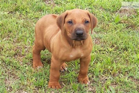 Rhodesian Ridgeback German Shepherd Mix Puppies For Sale - Pets Lovers