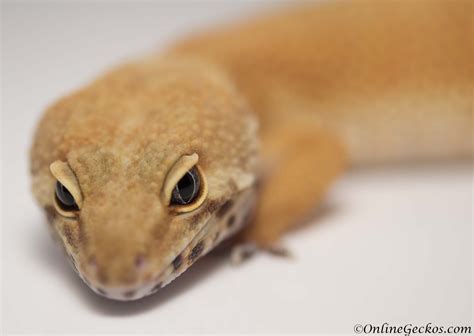 Small Scale Leopard Gecko Breeding 101 - OnlineGeckos.com Gecko Breeder