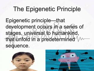 Erik erikson | PPT