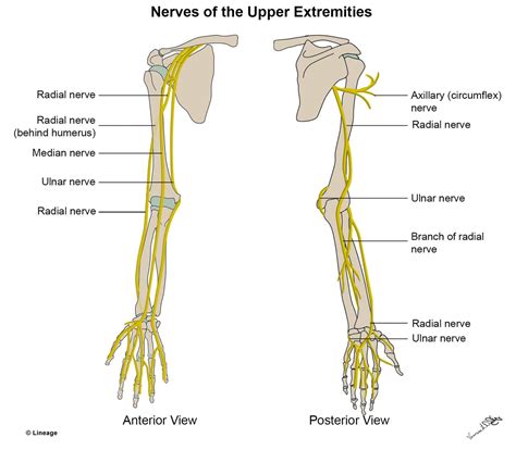 Nerves Leg Diagram Upper Extremity Nerves Msk Medbullets Step 1 | Nerve, Radial nerve, Median nerve