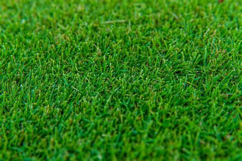 TifTuf® Bermuda | Shade & Drought Tolerant Bermuda Grass