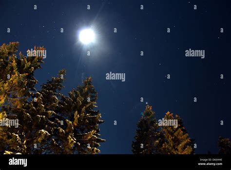 snow trees at night Stock Photo - Alamy