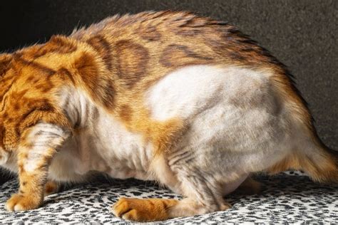 12 Common Cat Skin Problems