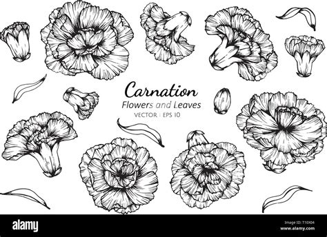 Collection set of carnation flower and leaves drawing illustration. for ...