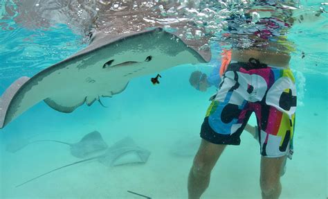 Stingray City Snorkeling in Grand Cayman | Cruise Excursions