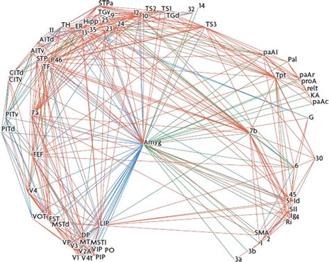 Brain connectivity graph presented by Pessoa (2008) 40. This graph... | Download Scientific Diagram