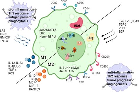 Frontiers | Effects of Metabolism on Macrophage Polarization Under ...