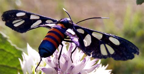 Caterpillar of a swallowtail butterfly - PEST CONTROL CANADA