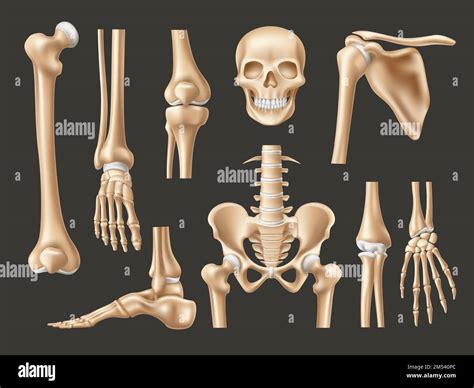 Realistic human bones. Isolated 3d anatomical body parts, skeleton ...