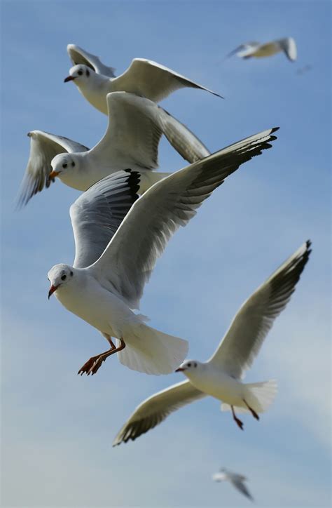 Free Images : bird, european herring gull, vertebrate, beak, fauna ...