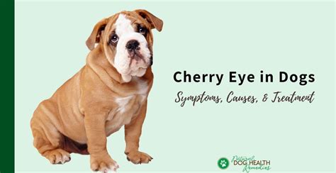 Cherry Eye in Dogs | Symptoms, Treatment, Cost