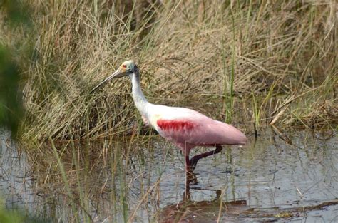 Everglades, Sightseeing at Flamingo | On the Road with Bob Kelly