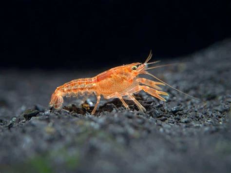 1 Male/Female Pair of ORANGE CPO Dwarf Mexican Crayfish/Mini Lobsters ...