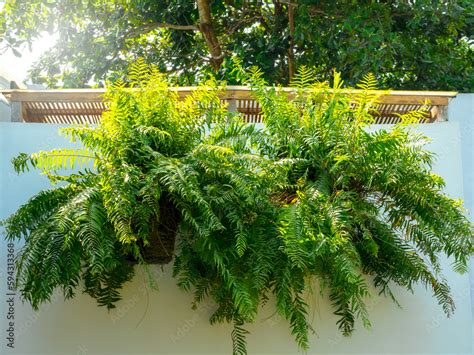 Boston fern plant (Nephrolepis exaltata Bostoniensis) hanging on basket ...