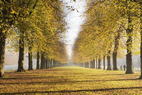 Sunday Photo: Autumn in England – The Stunning Lime Avenue in Marbury Country Park in Chester ...