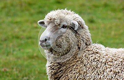 Wooly Sheep Royalty Free Stock Photography - Image: 14776057