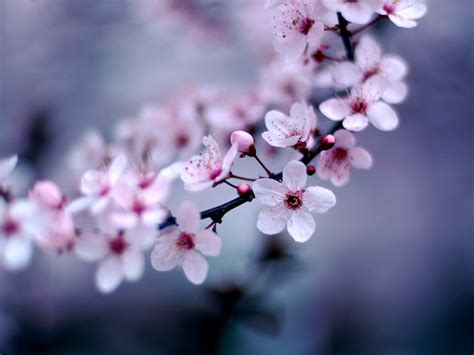 Cherry Blossom Flower wallpaper | 1600x1200 | #78159