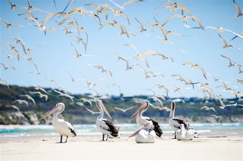 Flock of Penguins Near Sea · Free Stock Photo