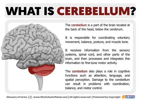 What is Cerebellum | Definition of Cerebellum