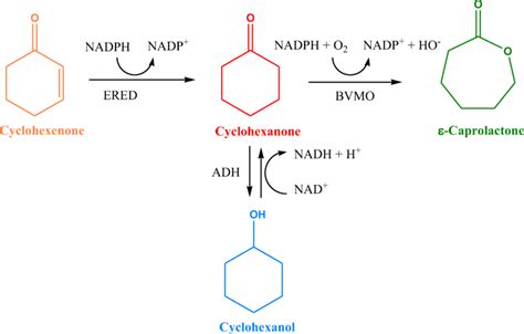 Reaction scheme of cyclohexenone and cyclohexanone biotransformation to ...